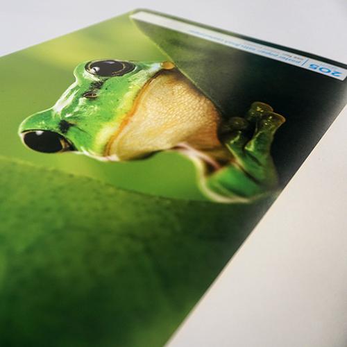 Frog Poster